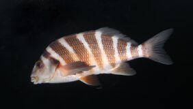 Red moki