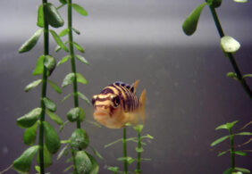 Bumblebee cichlid