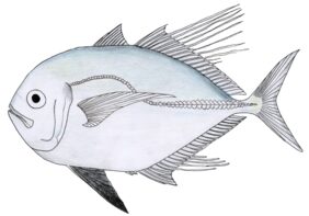 Cleftbelly trevally