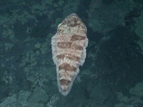 Western Pacific tonguefish
