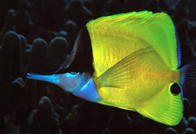 Forcepsfish
