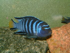 elongate mbuna