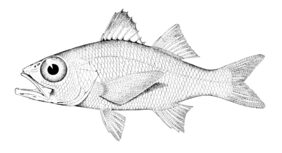 Ocean Bass