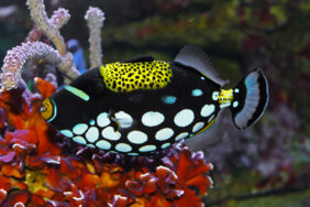 bigspotted triggerfish