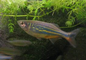 Malabar danio