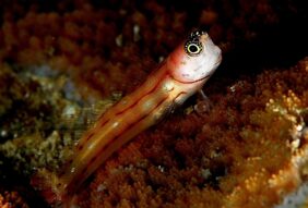 Three-lined blenny