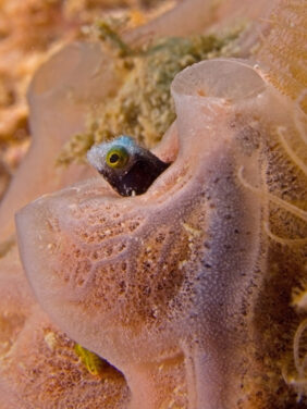 Spinyhead blenny