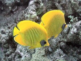 Bluecheek butterflyfish