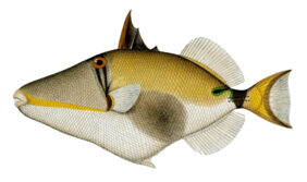 Blackbelly triggerfish