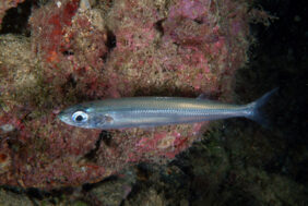 Mediterranean sand smelt