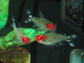 Rummy-nose tetra