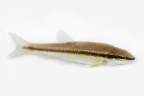 Blacknose dace