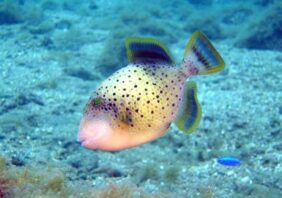 Yellowmargin triggerfish