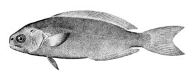Rudderfish