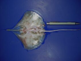 leaf-nose leg skate