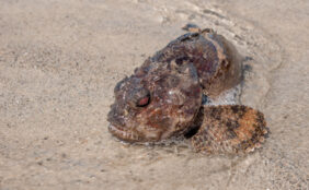 Bocon toadfish