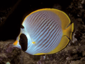 Philippine_butterflyfish