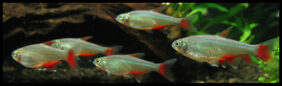 Bloodfin tetra
