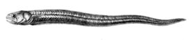 silver pearlfish