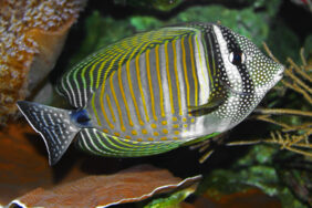 Red Sea sailfin tang