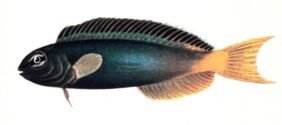 Eye-lash harptail-blenny