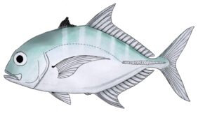 Duskyshoulder trevally
