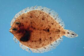 Twospot flounder