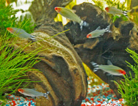 Rummy-nose tetra