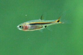 exclamation point rasbora