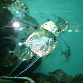 African pompano