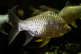 Golden belly barb