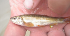 Leatherside chub