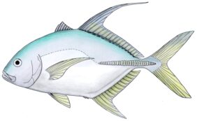 Coachwhip trevally