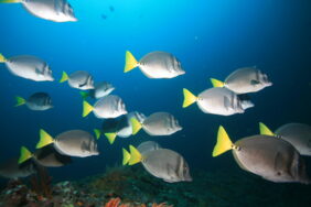 Razor surgeonfish