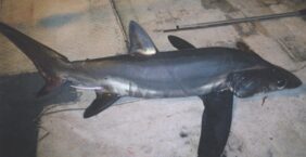 Bigeye thresher