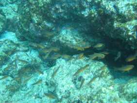 Blacktip cardinalfish