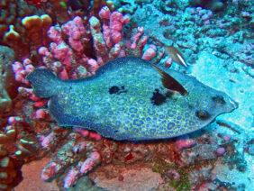 Peacock flounder