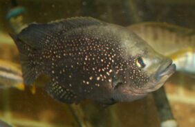 Black Diamond Cichlid