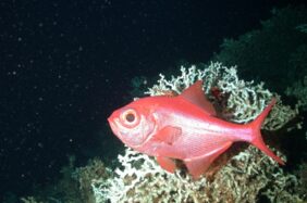 Alfonsino