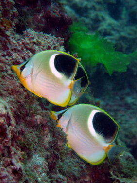 Saddle_butterflyfish