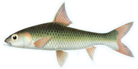 Paled barb