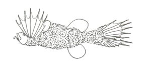 Hairyfish