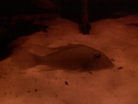 Earth-eater