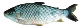 Characin