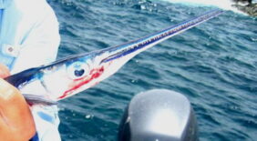 Flat needlefish