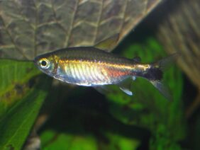 Costello tetra