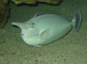 Spotted unicornfish