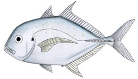 Coastal trevally
