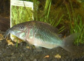 Emerald catfish