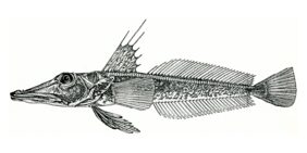 Robust icefish